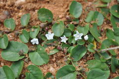 Evolvulus nummularius